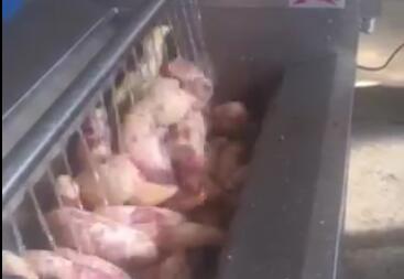 根莖類全自動洗菜機-紅薯、馬鈴薯智能洗菜機